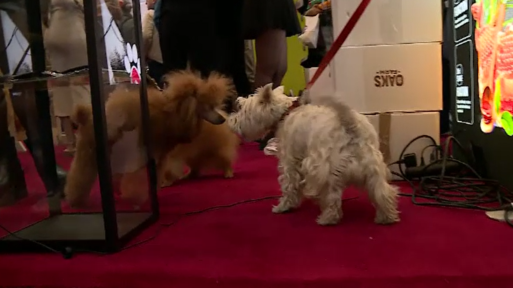 Târg dedicat animalelor de companie la Romexpo: concursuri, demonstrații de dresaj și zeci de patrupede pentru adopție