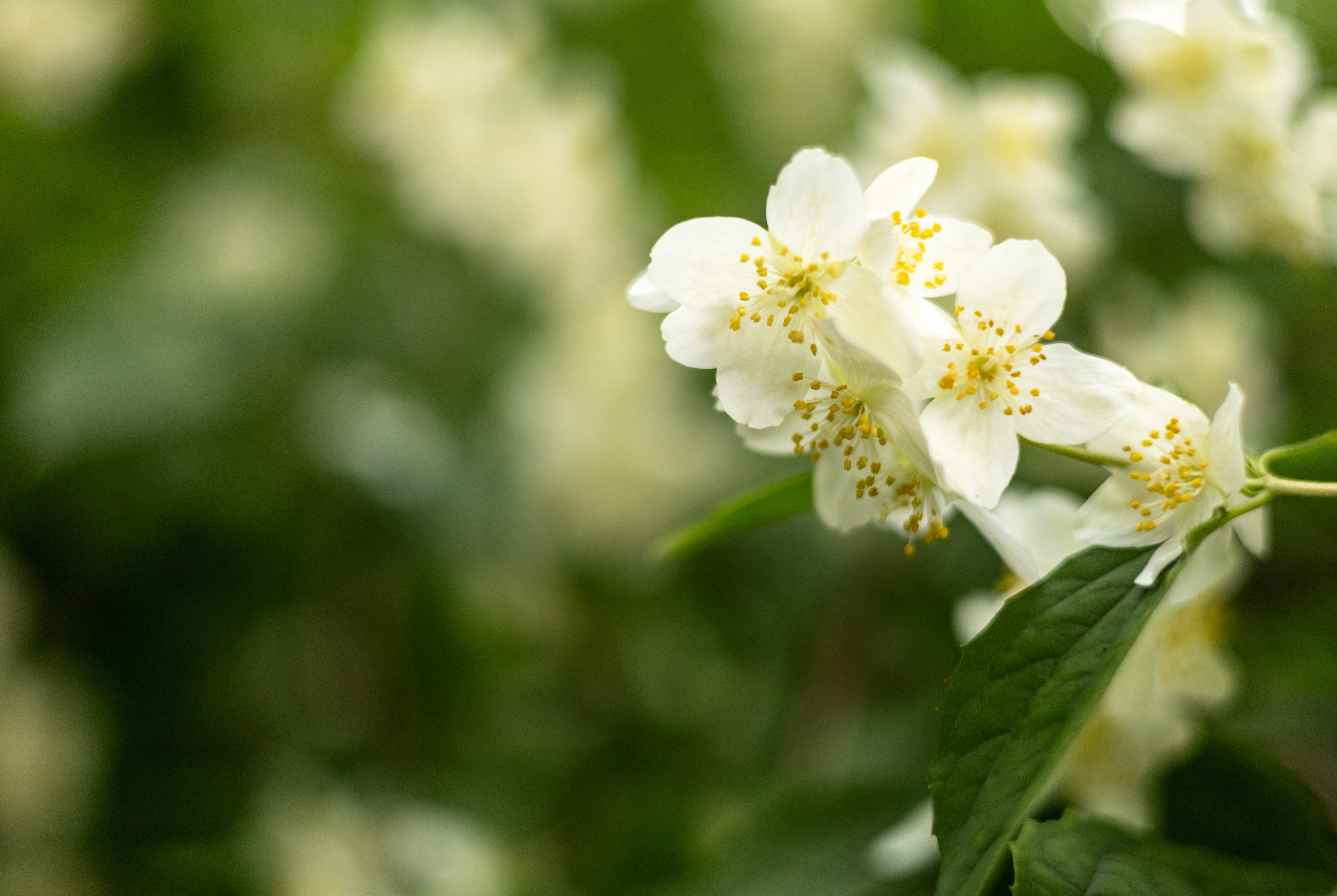Iasomie, planta care îți transformă casa într-un colț de rai. Beneficii uimitoare și secrete de îngrijire
