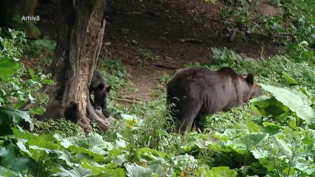 De două ori mai mulți urși bruni vor fi v&acirc;nați. Peste 850 de animale ucise preventiv &icirc;n 2026 și 2027