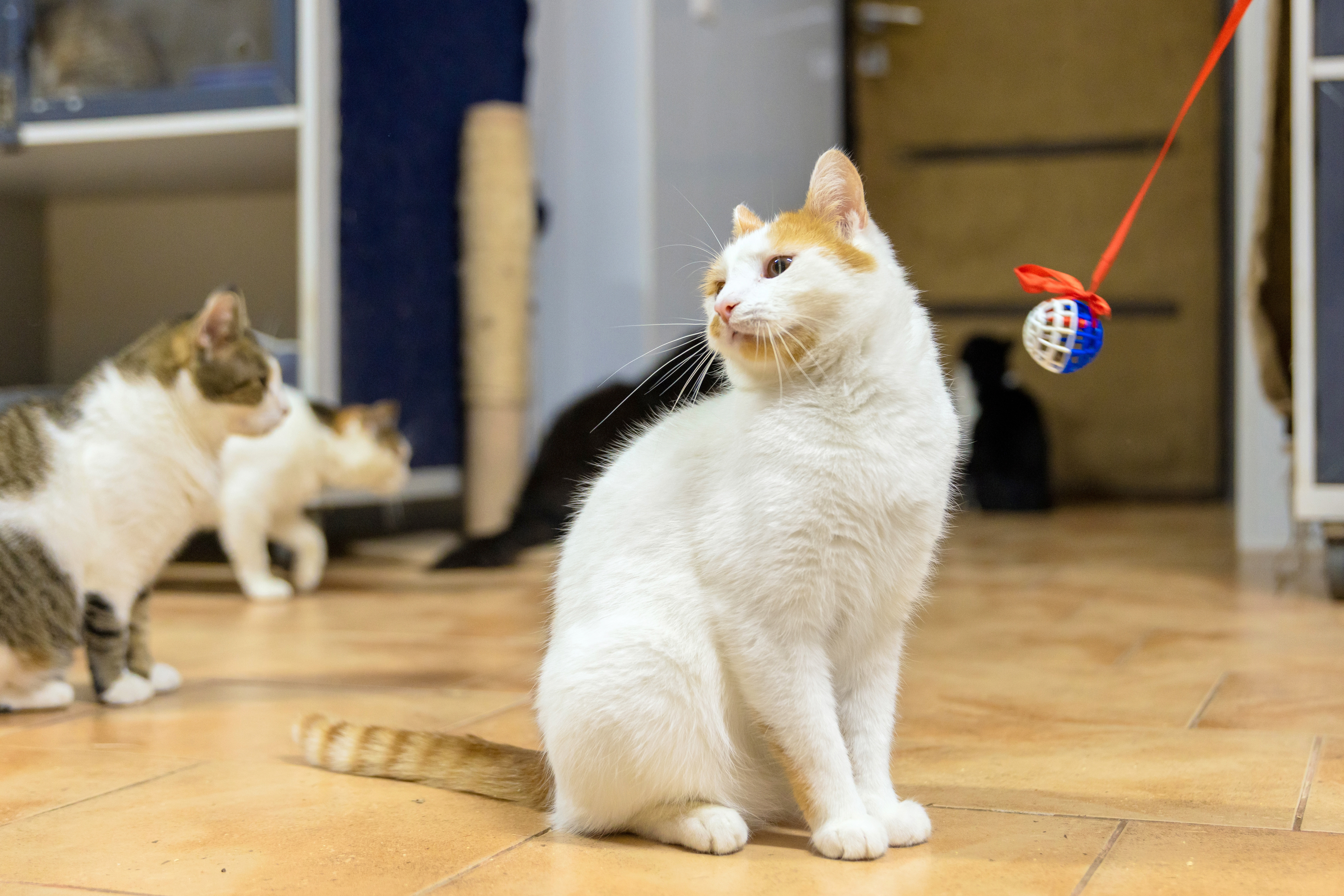 Peste 114 pisici au fost salvate dintr-o casă aflată &icirc;n condiții de nelocuit. Proprietarii, cercetați pentru cruzime