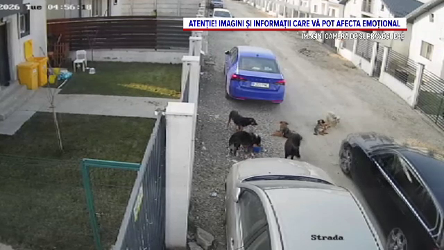 Un militar care a omor&acirc;t intenționat un c&acirc;ine pe stradă a fost plasat &icirc;n arest la domiciliu, după o zi ce a fost reținut