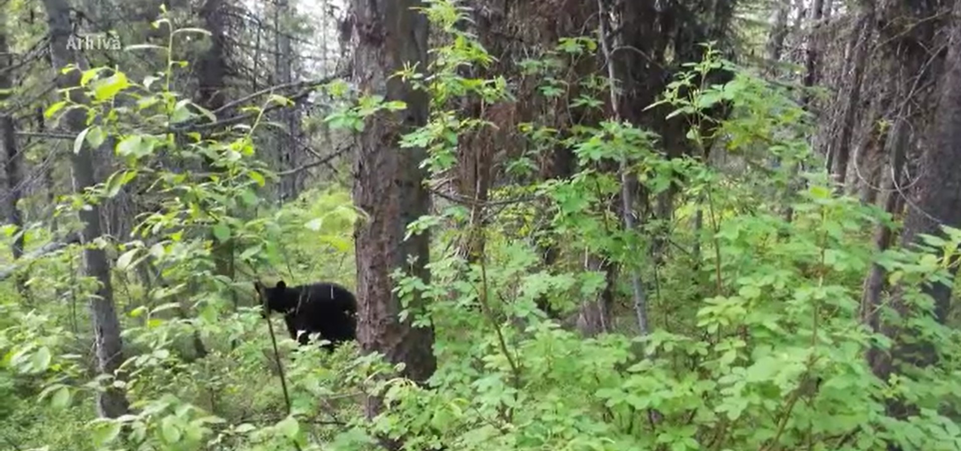 Un ghid turistic a fost atacat de un urs &icirc;ntr-o pădure din Mureș. Bărbatul a fost preluat de un elicopter SMURD