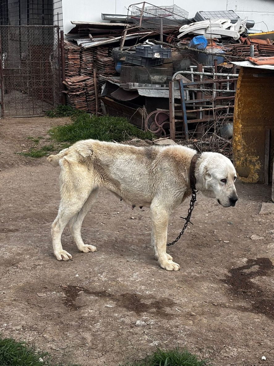 43 de câini ținuți în condiții improprii au fost descoperiți în Timiș. Proprietarul le-ar fi tăiat urechile și cozile