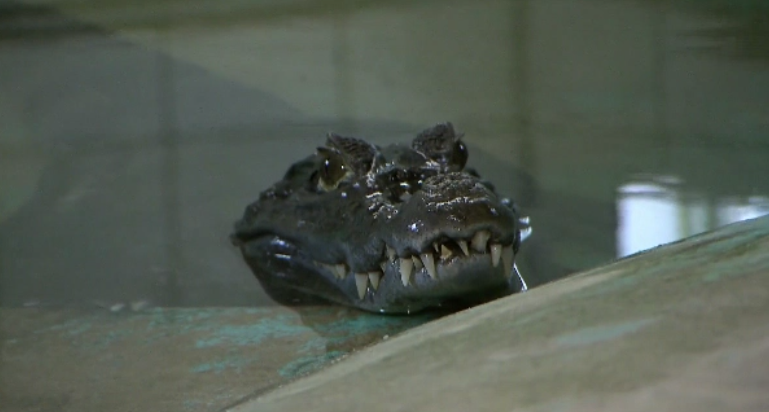 Bărbatul care locuiește cu un caiman &icirc;nchis &icirc;n pivniță. &bdquo;Vine aici și se gudură pe l&acirc;ngă mine. E foarte dulce&rdquo;