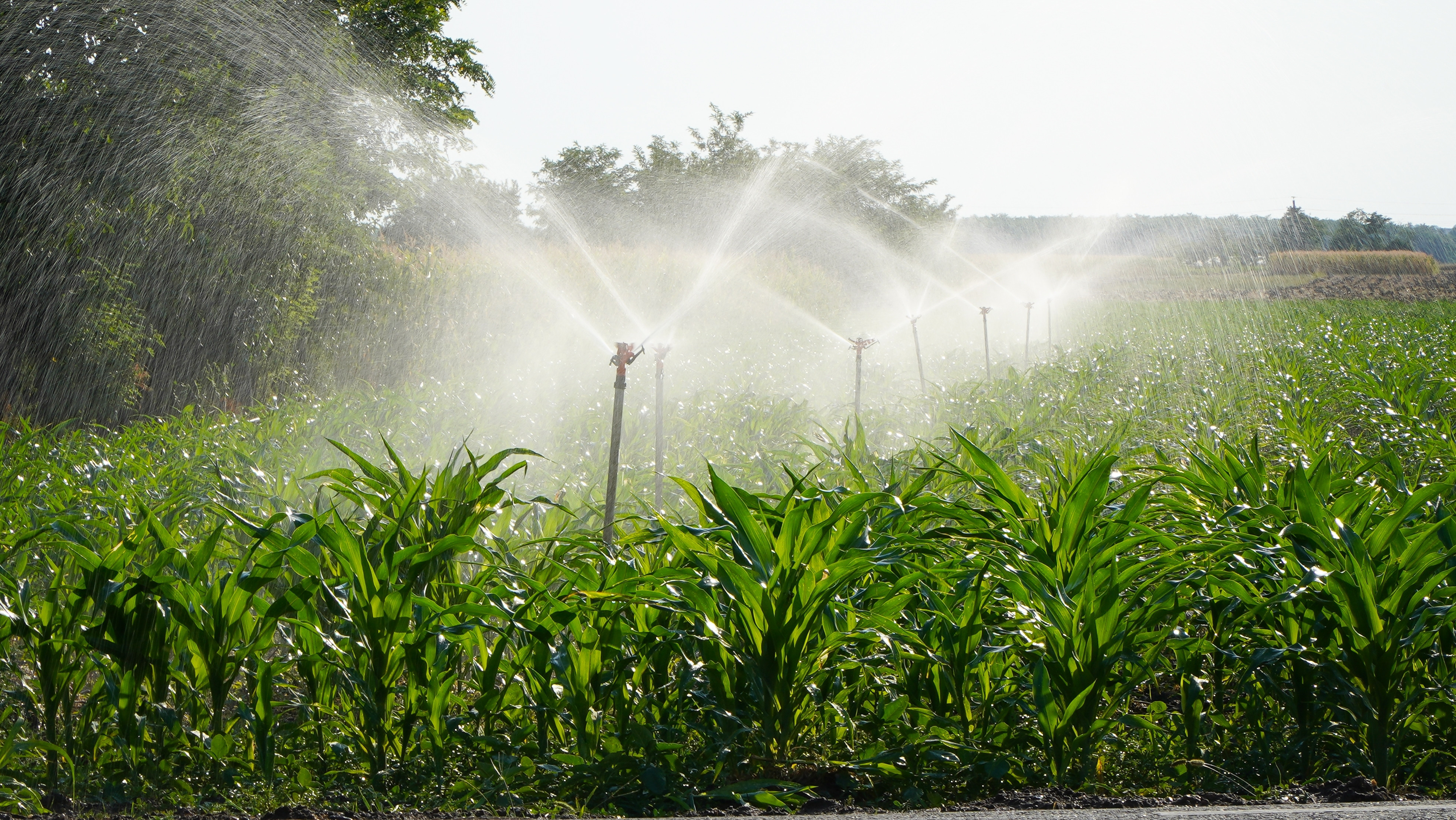 Soluția găsită de unii fermieri români pentru a-și iriga culturile pe gratis: Sperăm să vedem profitul, că motorina e scumpă