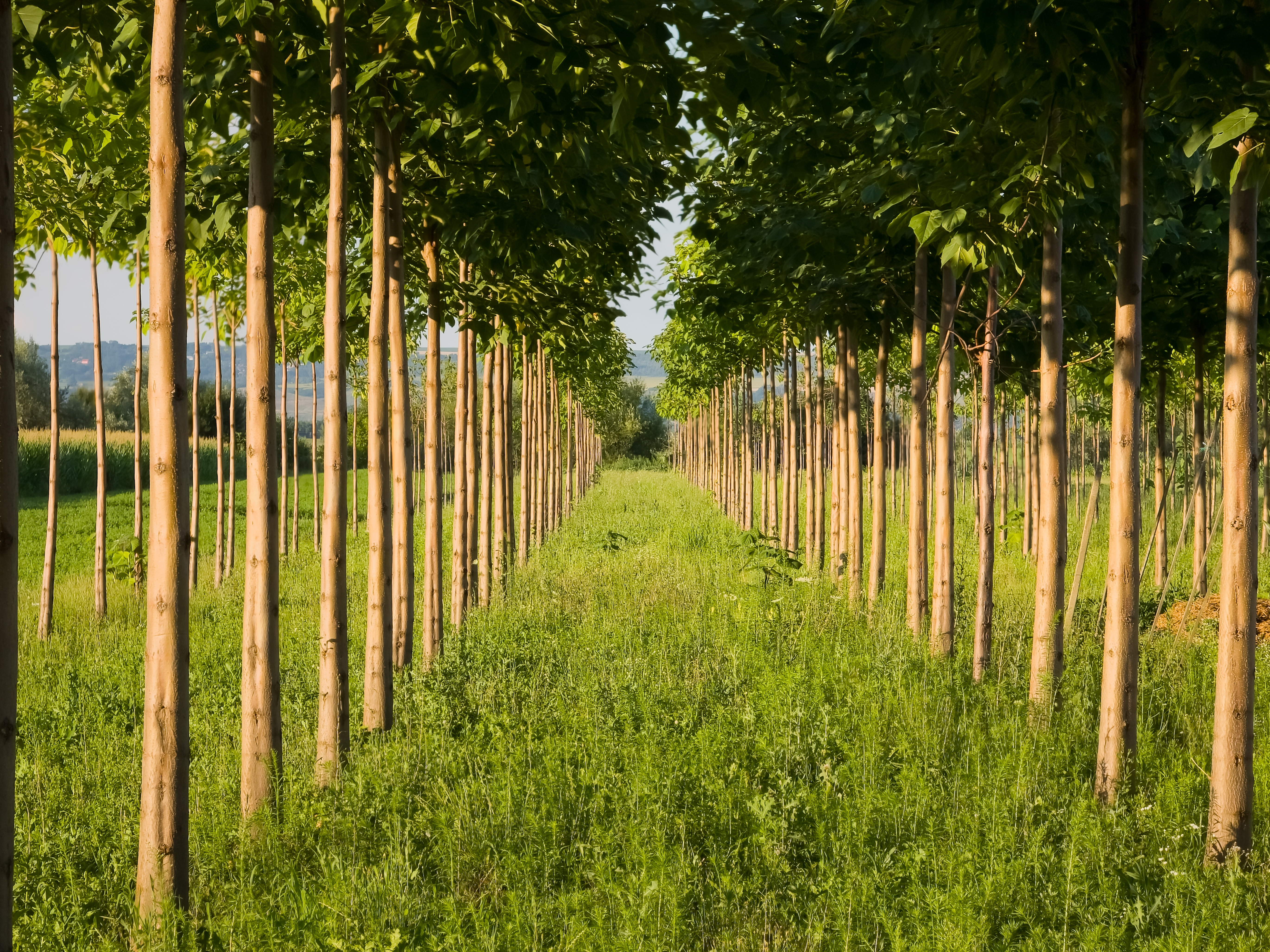 Paulownia, arborele care va crește rapid la tine &icirc;n grădină. Ghid complet pentru plantare și &icirc;ngrijire