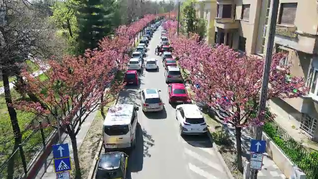 Tradiția din Japonia veche de o mie de ani care a prins rădăcini la Timișoara. „Florile sunt o bucurie peste tot în lume”