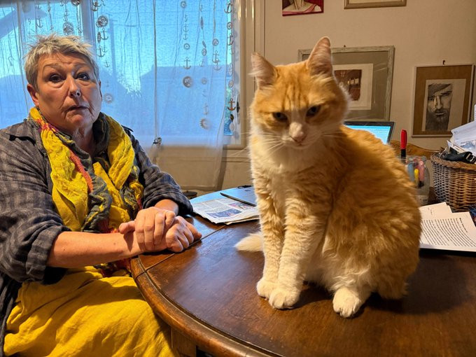 Proprietara unei pisici din Franța, obligată să plătească despăgubiri unui vecin în curtea căruia și-a făcut nevoile