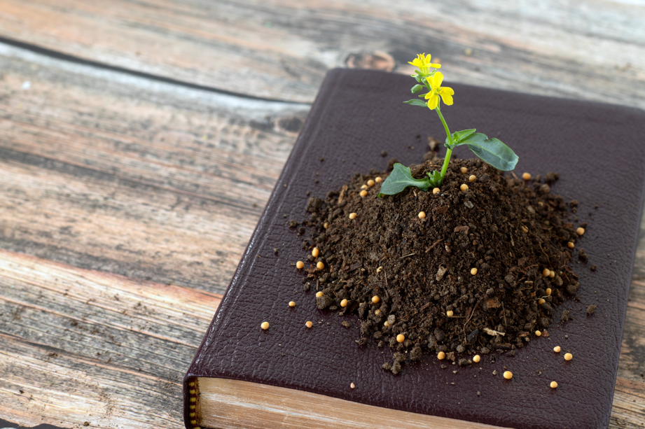 Plante din Biblie și semnificația lor ascunsă. Ce plante erau considerate sacre