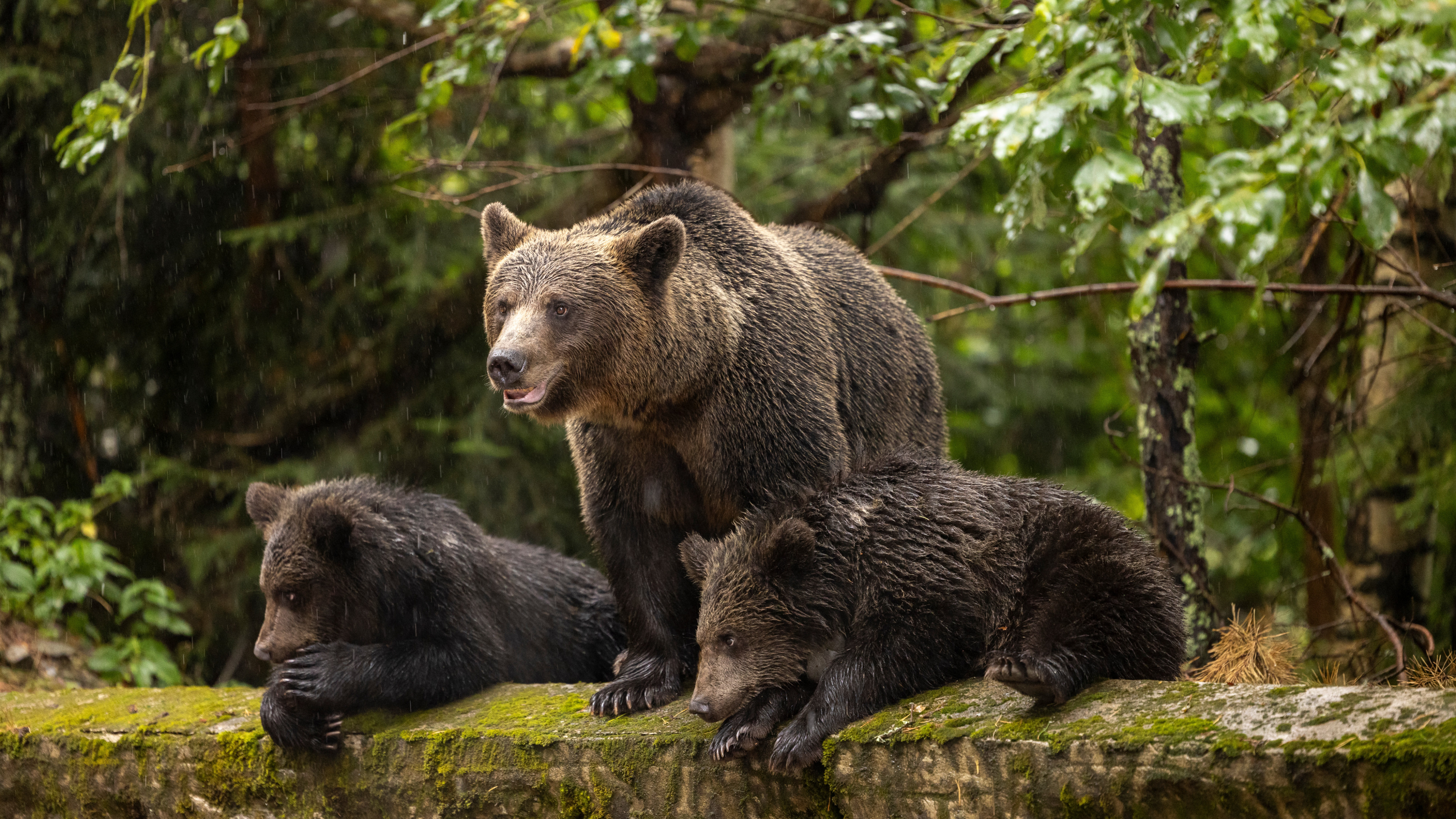 Liber la împușcat de urși. Parlamentul a a votat noile cote de vânătoare pentru anul 2026