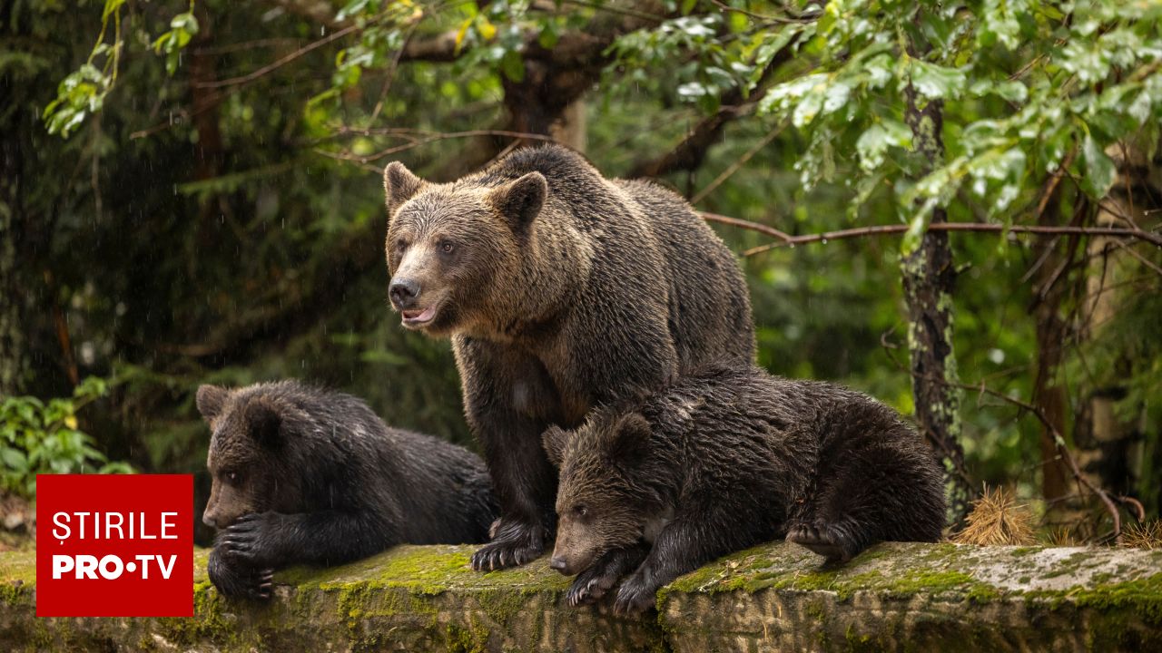 Poza pentru articolul Liber la împușcat de urși. Parlamentul a a votat noile cote de vânătoare pentru anul 2026