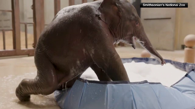 Vedetă nouă la grădina zoologică din Washington. Un pui rar de elefant asiatic a cucerit vizitatorii