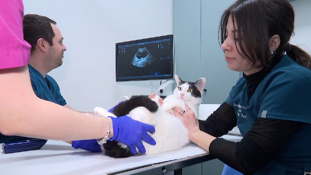 Femeile cu afaceri din România vor primi din nou până la 200.000 lei de la stat, după 2 ani de pauză