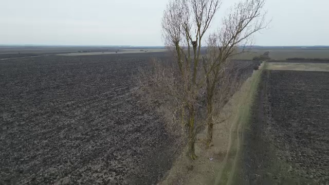 Animalul care a revenit în România după 50 de ani. Specialiștii români, ungari și sârbi îl țin sub monitorizare