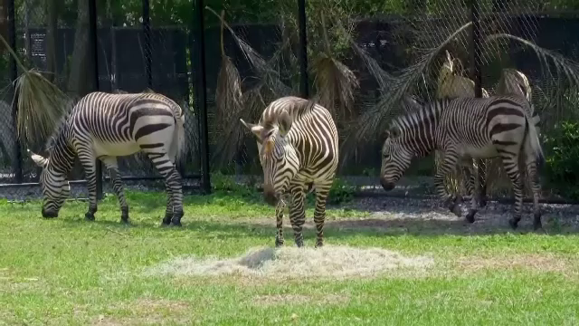 Zebre dintr-o specie rară, vedetele unei grădini zoologice din Louisiana. Trei exemplare au fost prezentate publicului
