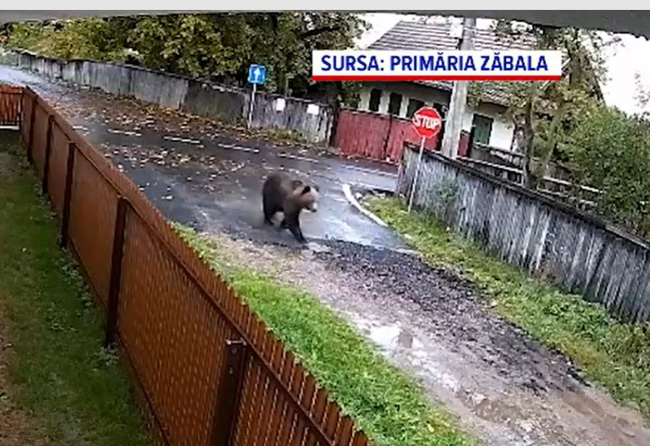 O ursoaică cu pui și-a făcut apariția în curtea unei școli din Covasna: „M-am uitat așa și ursul spre mine”. Ce a urmat