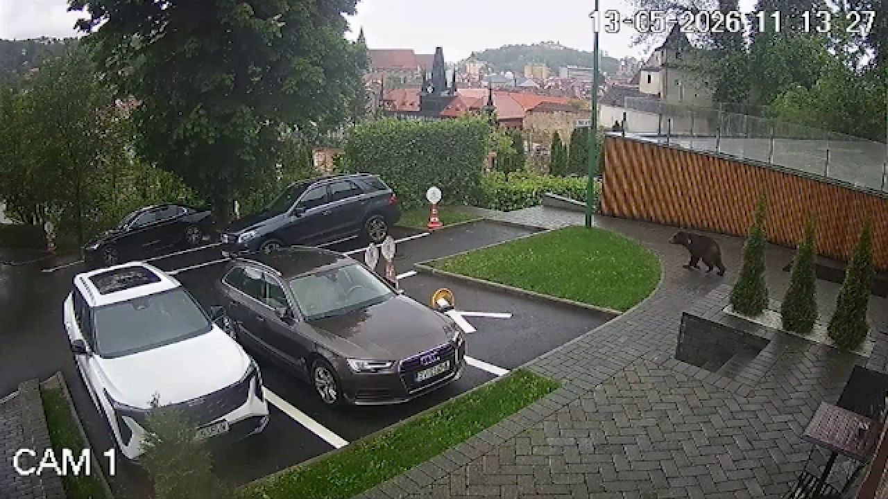 Momente de panică în Brașov, după ce un urs s-a plimbat pe străzi: „Milimetric m-am întâlnit cu el”