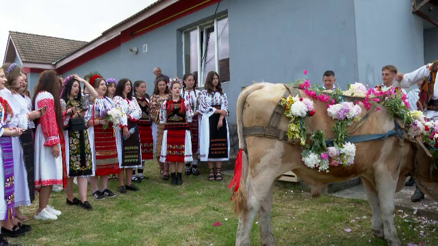 „Înstruțatul boului”, obiceiul vechi din Bistrița Năsăud, de Rusalii. Arată care dintre fetele din sat își găsesc alesul