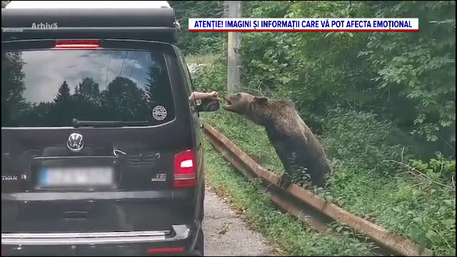 Trei străini mușcați de urs pe Transfăgărășan, în aceeași zi și în același loc. Vor plăti o amendă uriașă pentru acel selfie