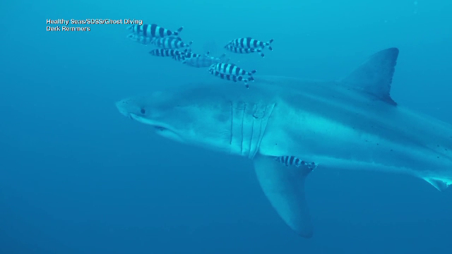Imagini rare cu un rechin alb de 4 metri, filmat în premieră între coastele Tunisiei şi Siciliei în Mediterană