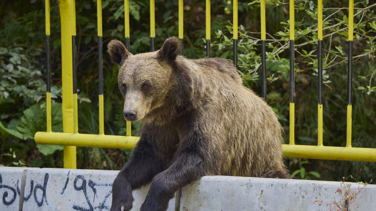 Un urs care intră în mod repetat în Poiana Brașov a fost împușcat. Animalul a încercat să pătrundă într-un hotel
