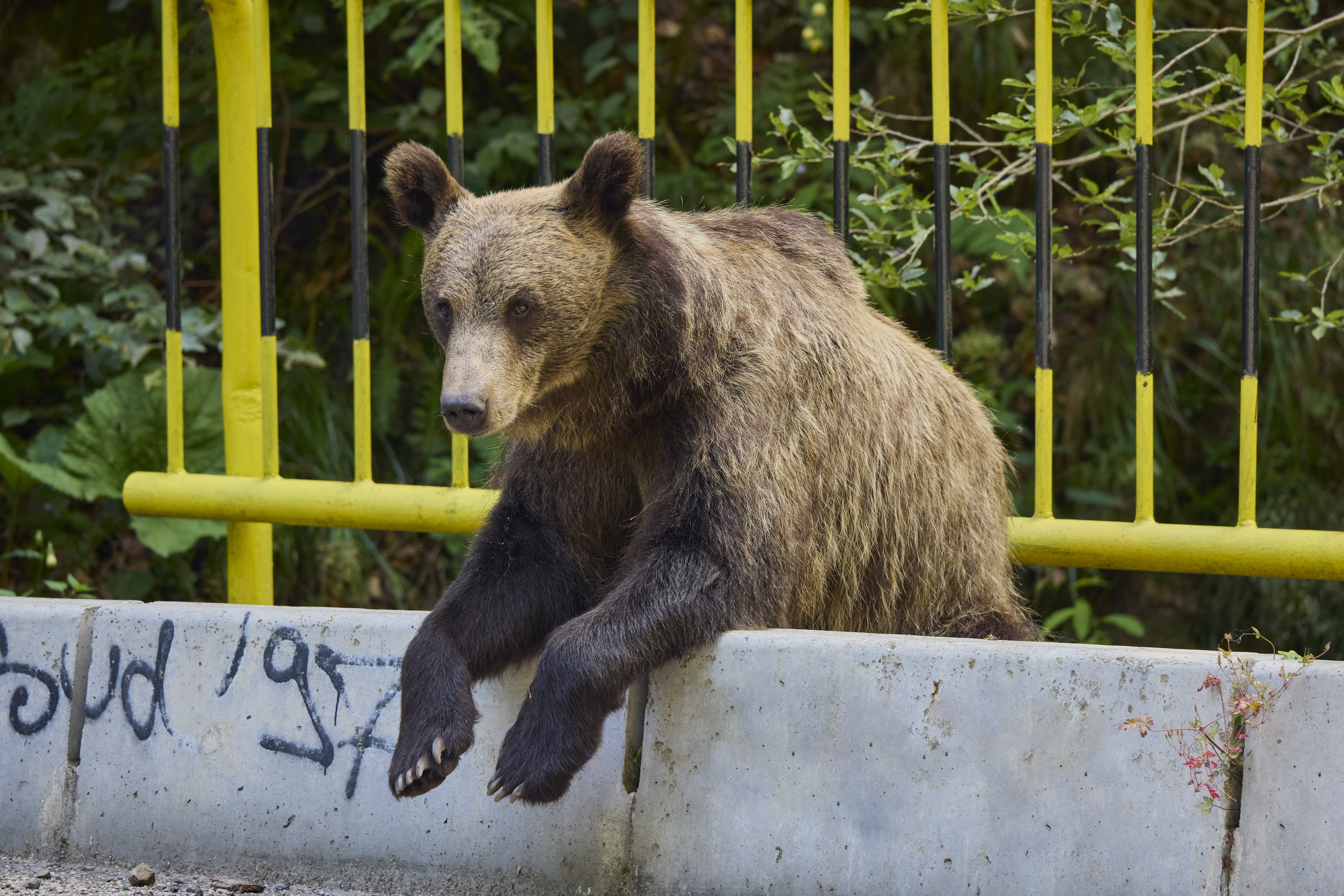 Bilanțul turiștilor răniți de urși pe Transfăgărășan în mai puțin de trei săptămâni. O singură amendă s-a aplicat
