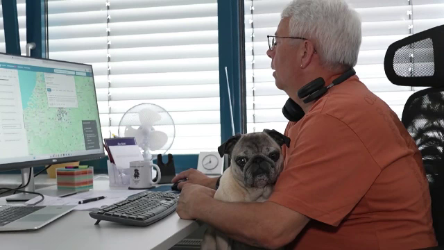 Câini la birou, în Germania. Beneficiile animalelor de companie la muncă
