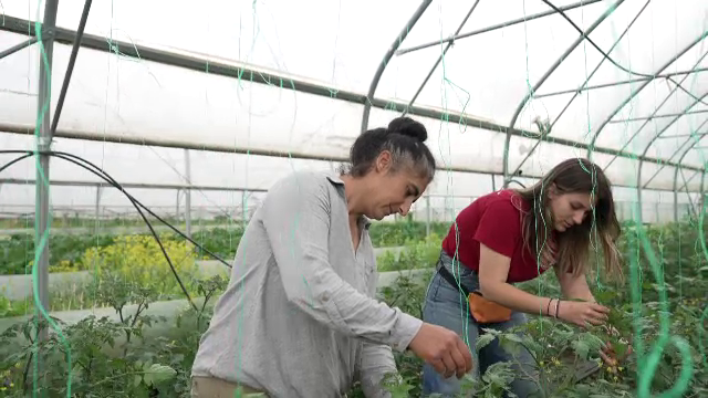 Fermierii, plătiți în avans. Cum funcționează agricultura susținută de comunitate în România