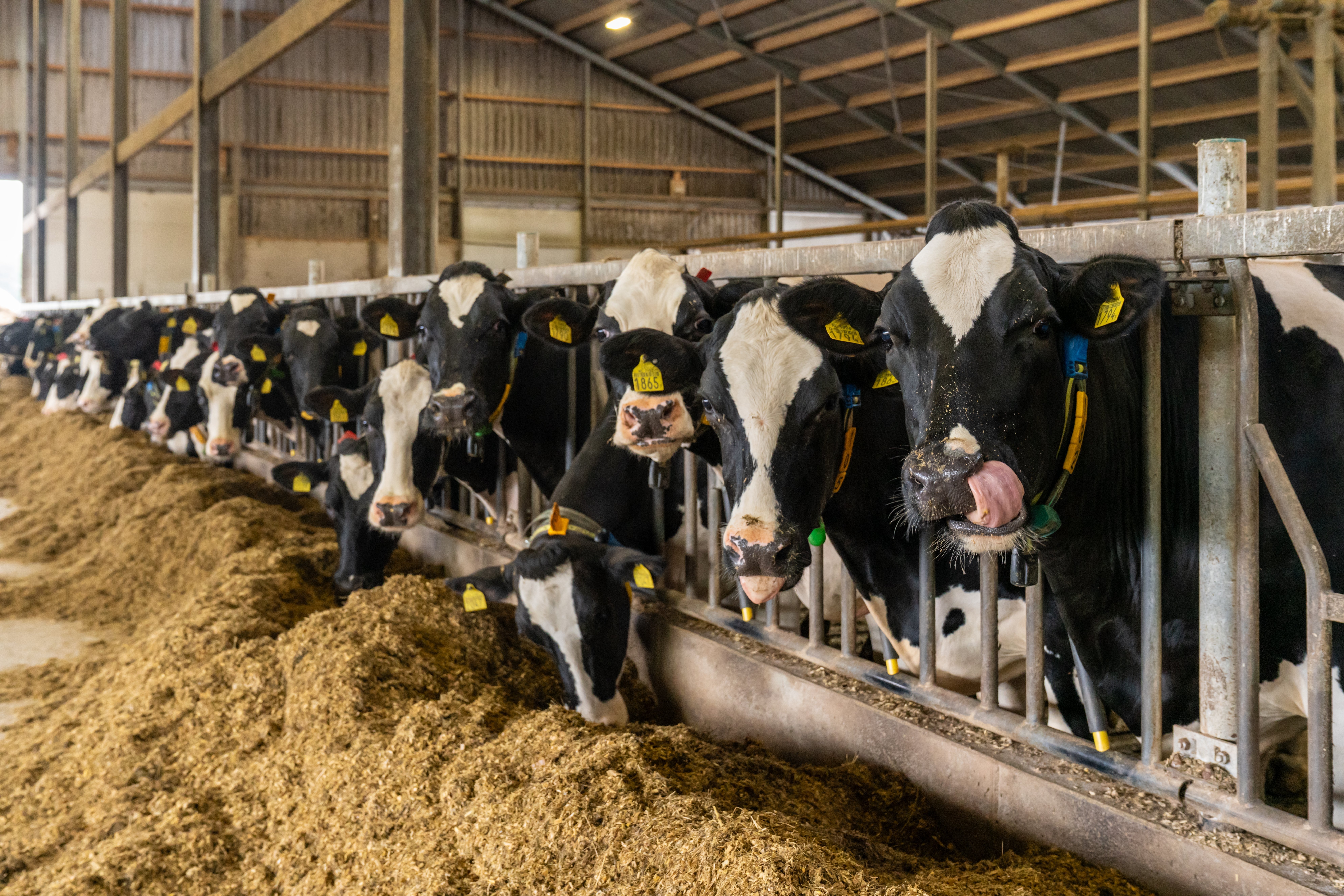 O mare parte din laptele românesc nu ajunge în fabrici. Soluțiile găsite de fermieri pentru a-și vinde marfa