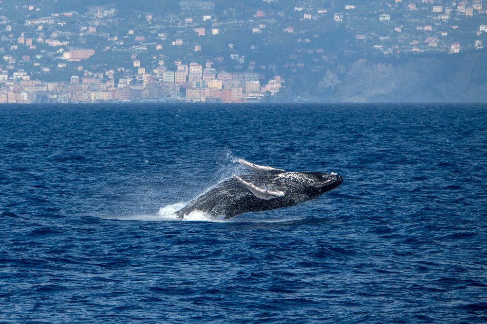Balenele din Marea Mediterană dezvoltă dialecte, iar schimbarea are loc sub ochii noștri