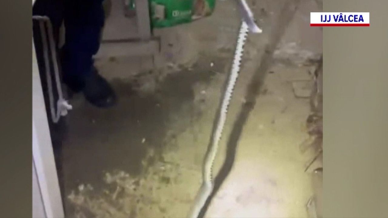 Familie din Vâlcea surprinsă de un șarpe în locuință