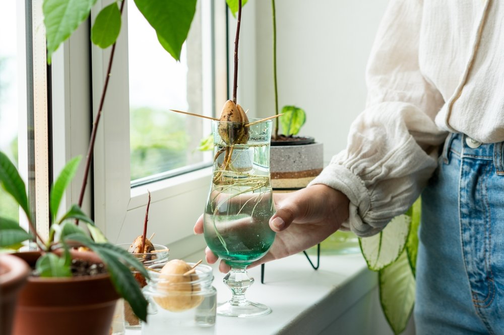 Cum crești avocado în ghiveci. Pașii simpli pentru a transforma sâmburele într-o plantă spectaculoasă