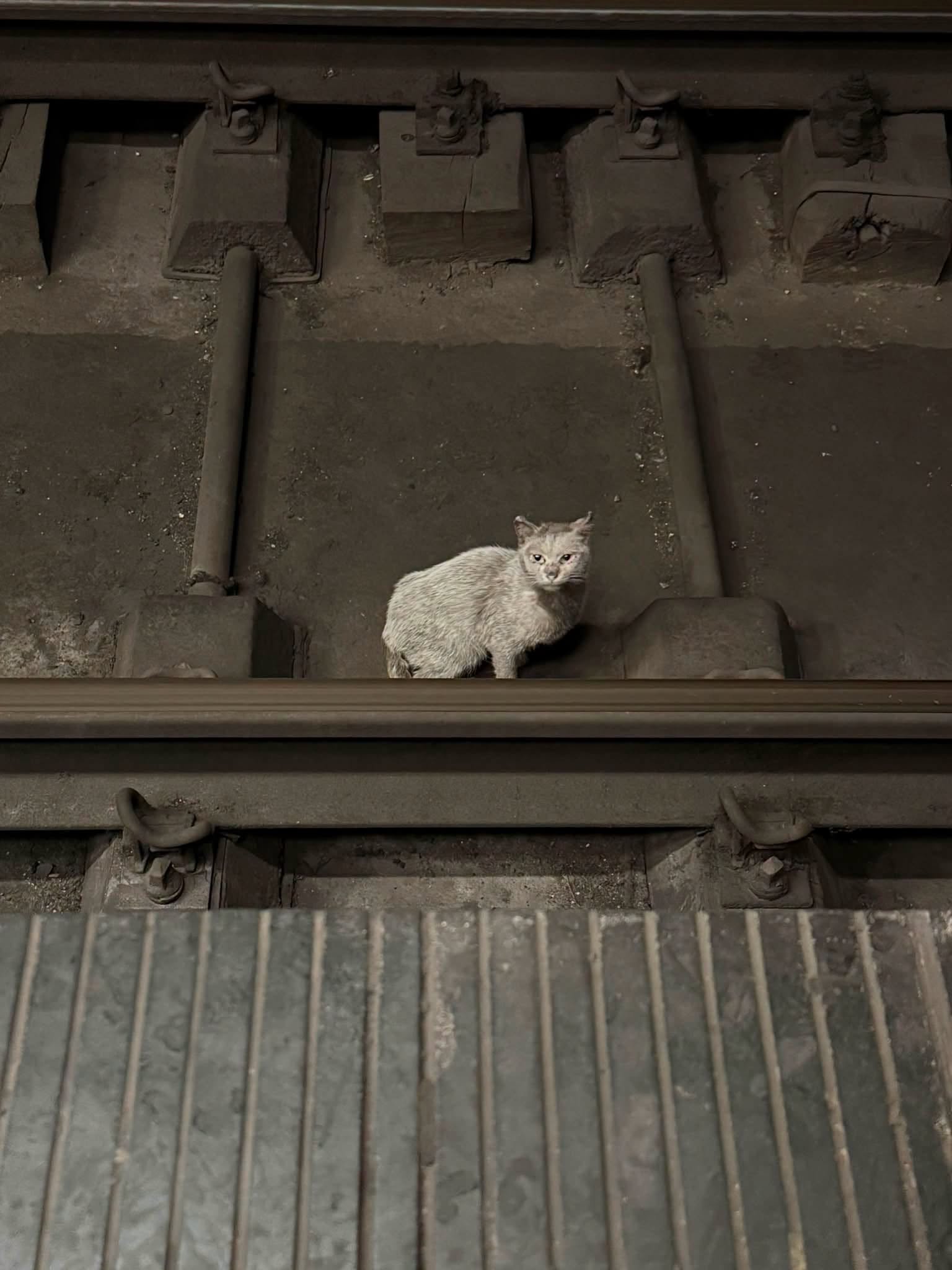 ”Urmează stația Miau, cu peronul pe partea dreaptă”. Pisică salvată la metrou, după 5 zile de eforturi impresionante | FOTO