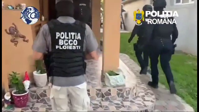 Rețea de traficanți de canabis, destructurată în Prahova. Cinci persoane au fost arestate