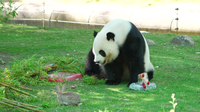 Grădinile zoo din Madrid au venit cu o soluție inedită pentru a proteja animalele de caniculă. Cum au fost răsfățate