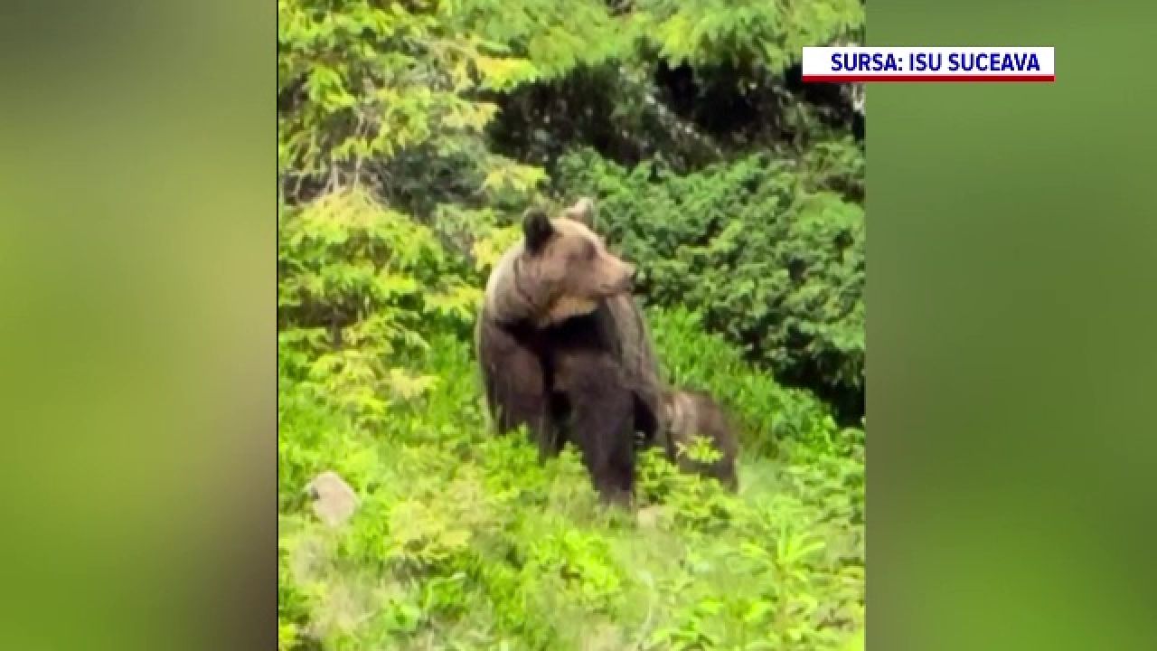 Ursoaică cu pui surprinde 37 de turiști în Munții Călimani, intervenția jandarmilor