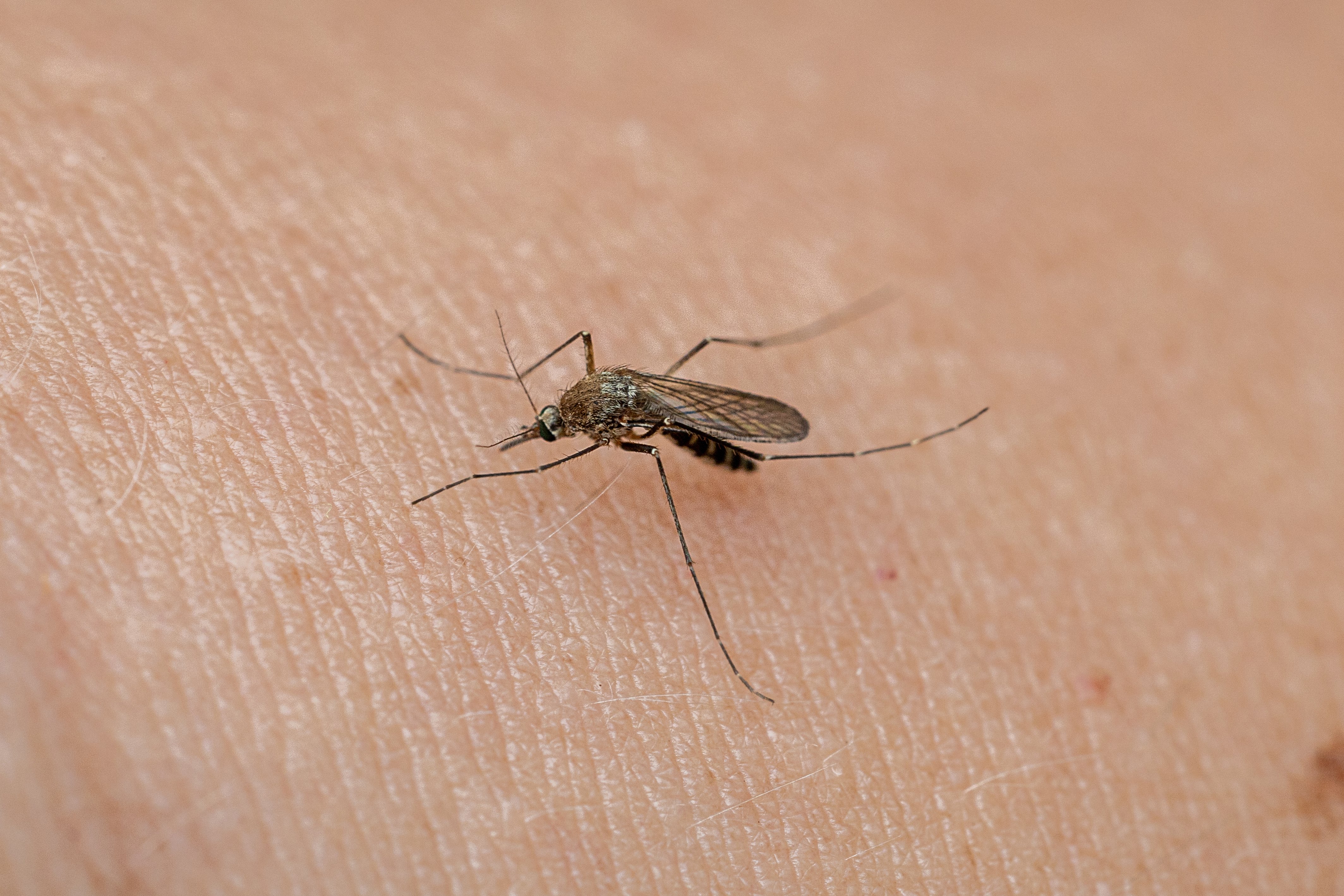 Alertă în Grecia: 45 de cazuri noi de West Nile într-o singură săptămână. Nouă oameni au murit
