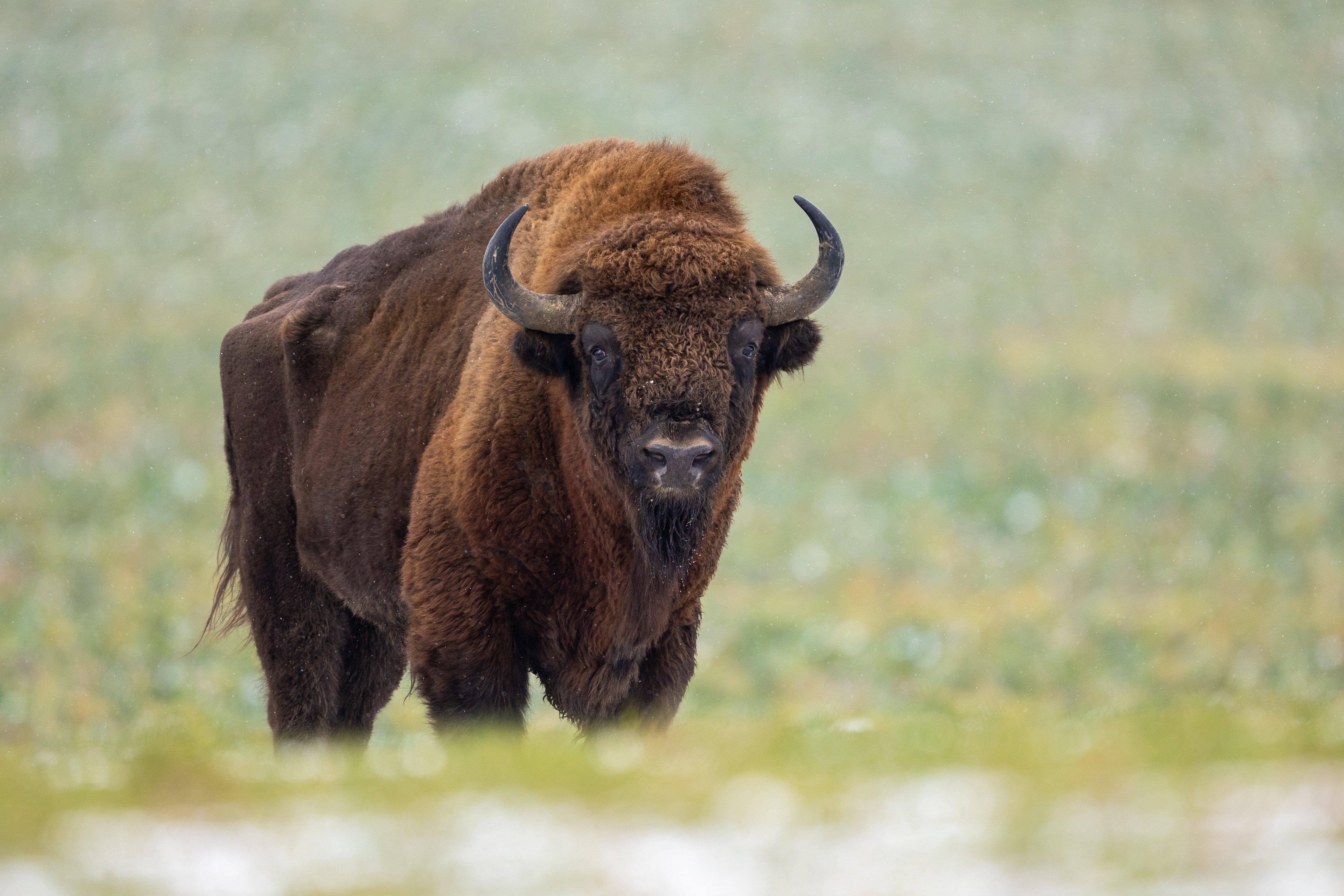 Un turist a fost atacat și aruncat în aer de către un bizon în Parcul Yellowstone. Victima a suferit răni grave. VIDEO