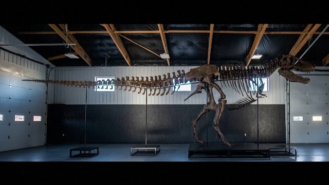 Un schelet de tiranozaur a stabilit un record la licitație. Cu cât a fost cumpărată fosila „Gus”