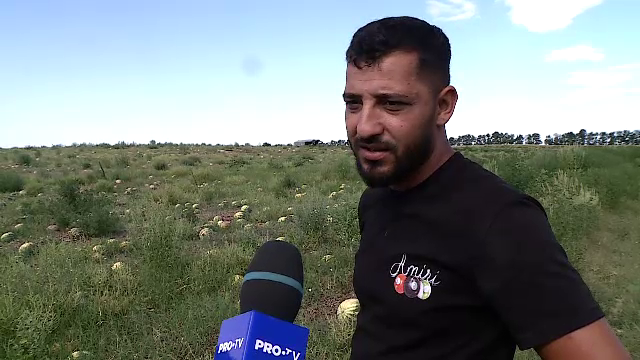 Cum au ajuns fermierii români să iasă pe pierdere chiar și într-un an cu suprarecoltă. Oamenii nu le iau pepenii nici gratis