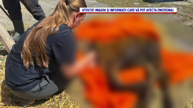 „Incredibil de slabe”. Ce au descoperit anchetatorii într-o gospodărie din Suceava unde erau crescute 10 animale