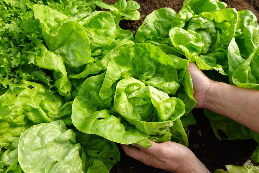 Americanii evită salata verde de teama unui parazit. Restaurantele pierd clienți pe bandă rulantă