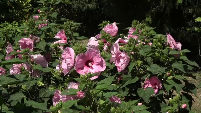 O floare uriașă impresionează la Gradina Botanică din Iași prin dimensiunile sale record.