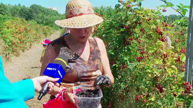 Înghesuială la cules de mure. Recolta Universității de Științe Agricole din Cluj-Napoca s-a terminat în doar trei ore