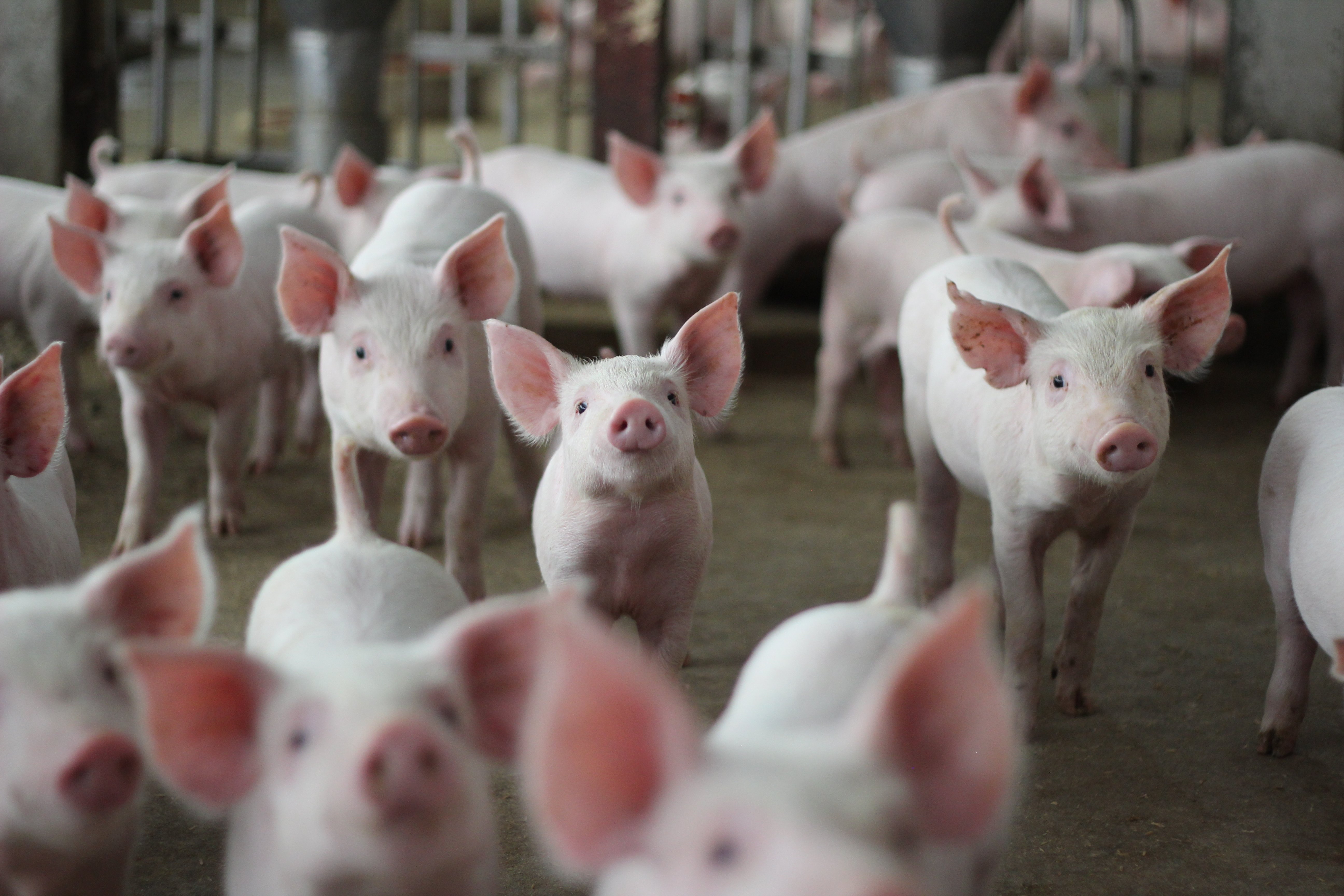 Ajutoare de stat pentru crescătorii de porci și vite, adoptate de Parlament. Cine poate primi până la 50.000 de euro