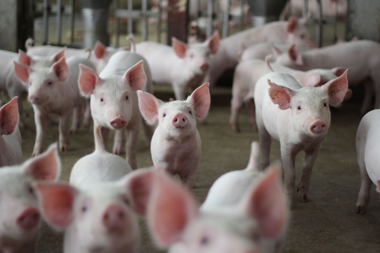 Ajutoare de stat pentru crescătorii de porci și vite, adoptate de Parlament. Cine poate primi până la 50.000 de euro