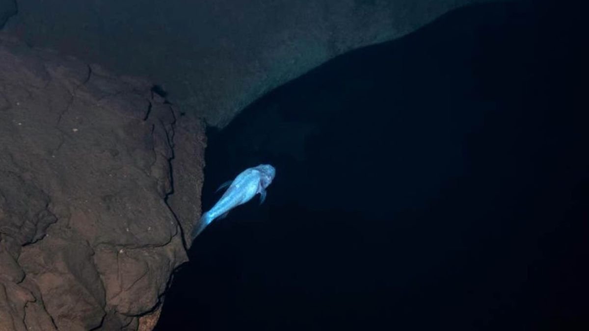 Un „pește-demon” fără ochi și cu creierul vizibil a fost descoperit într-o peșteră. Cercetătorii spun că este foarte rar