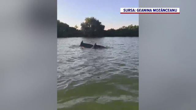 Imagini rare cu delfini în Delta Dunării: ”Ia uite cum face!”. Cum au ajuns aici aceste mamifere de apă sărată