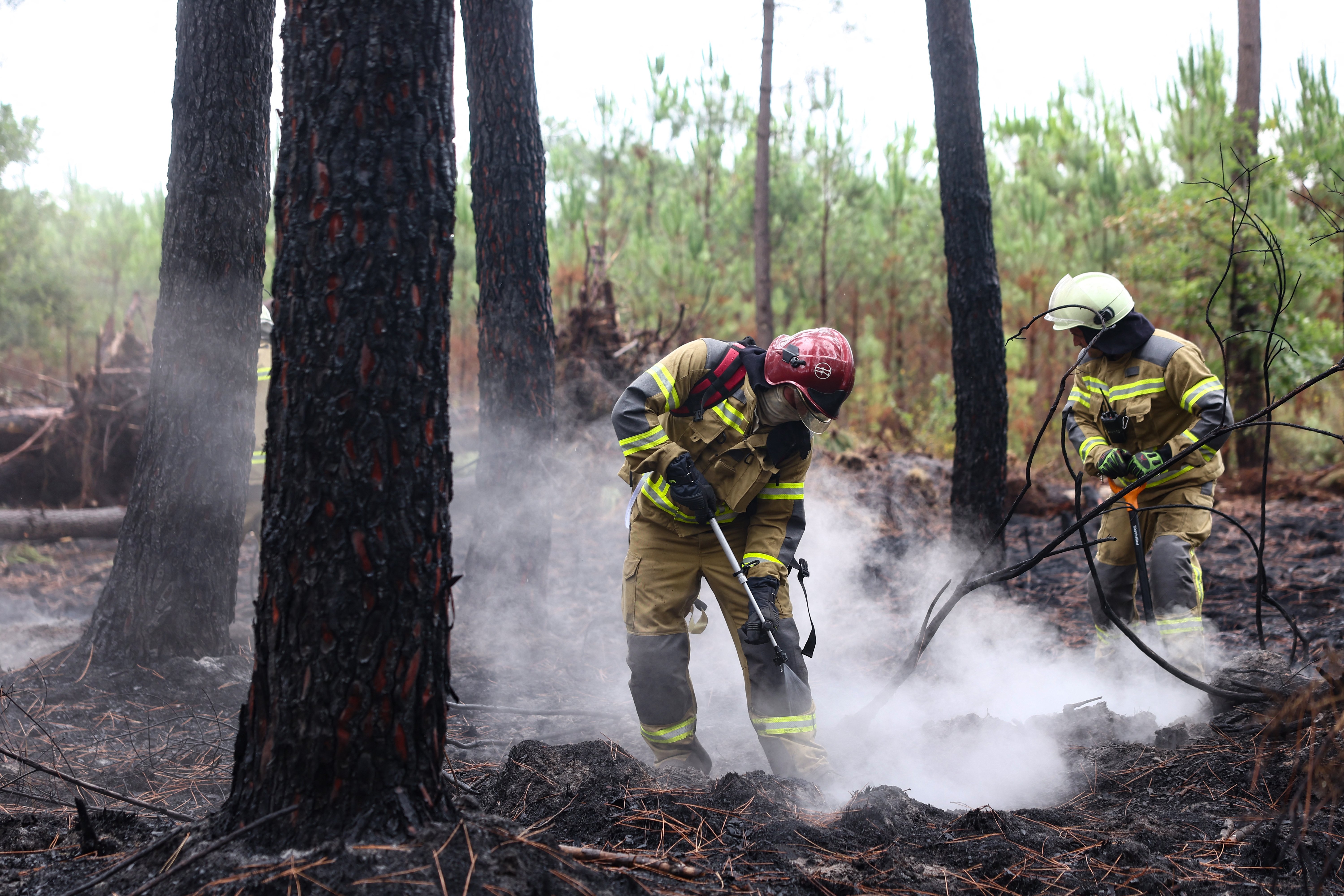 Un porumbel a provocat un incendiu în Franța după ce s-a izbit de un stâlp, iar flăcările au mistuit 2,5 hectare