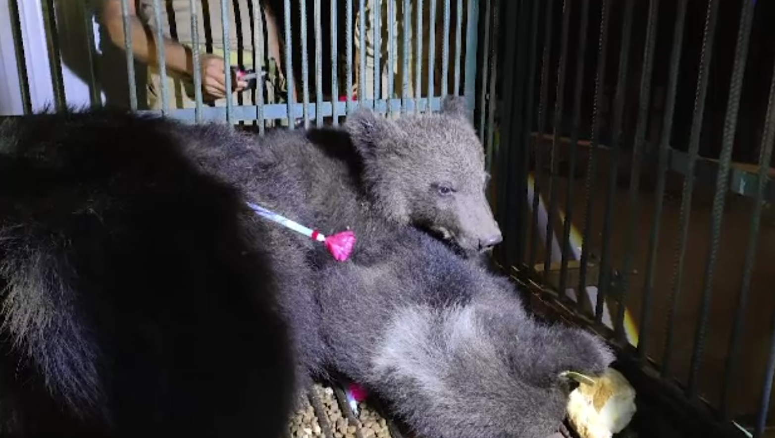 Ursoaică și doi pui salvați de la împușcare. Au fost capturați la Brașov și duși definitiv în rezervația de la Zărnești